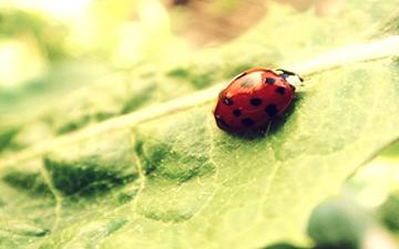 Il mio primo anno con le metastasi: Per chi soffre e vuole una speranza