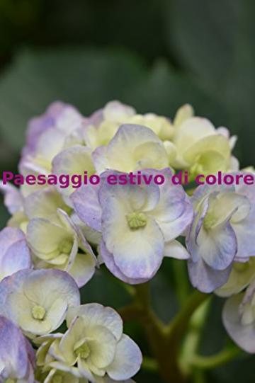 Paesaggio estivo di colore